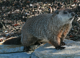 Woodchuck